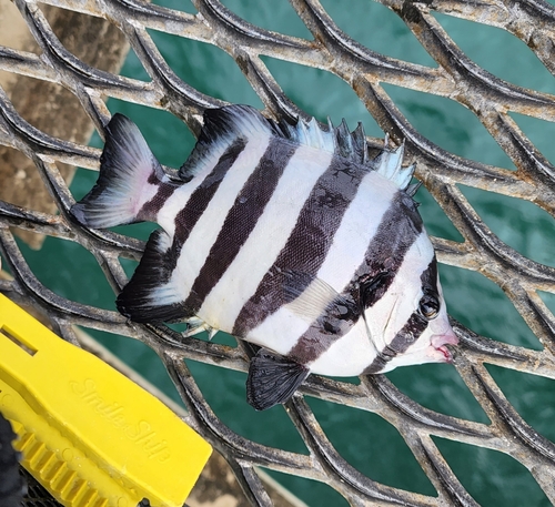 サンバソウの釣果