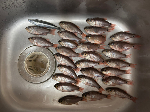 クロホシイシモチの釣果