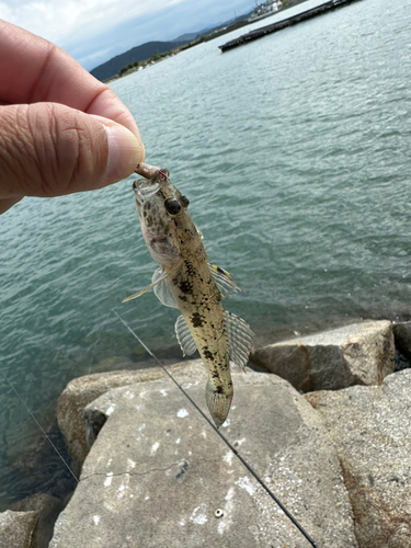 ウロハゼの釣果