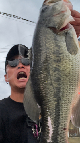 ブラックバスの釣果