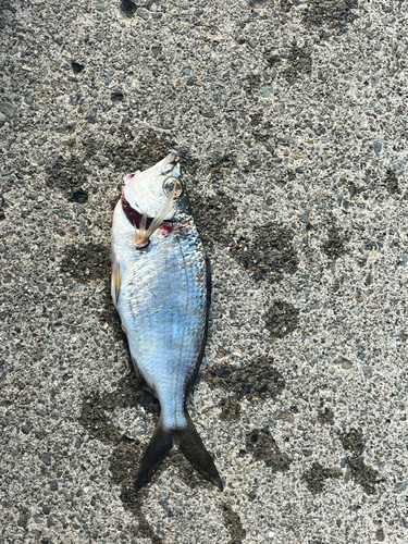 ツマグロハタンポの釣果