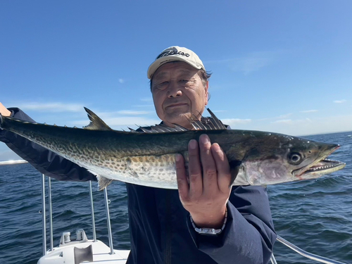 サワラの釣果