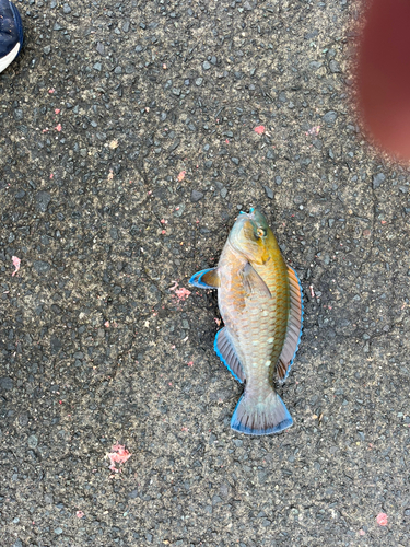 アオブダイの釣果