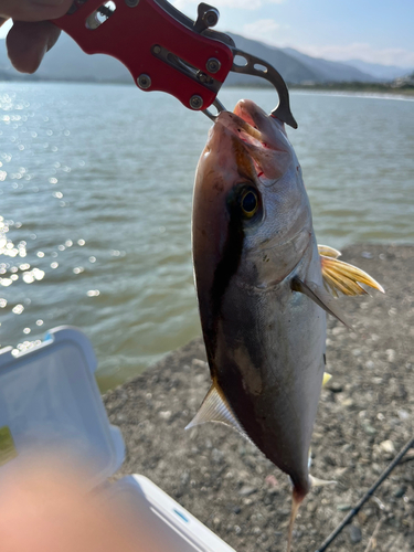 ネイリの釣果