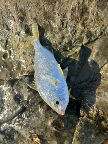 ハゼの釣果