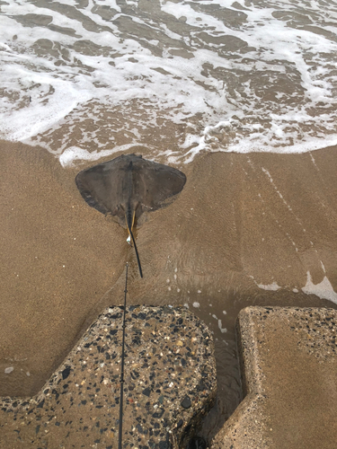 エイの釣果