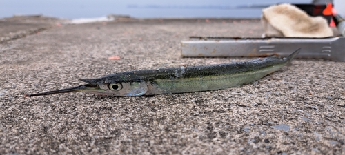 サヨリの釣果