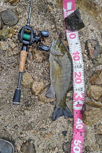 スモールマウスバスの釣果