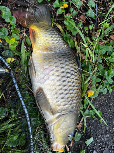 コイの釣果