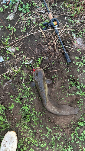 ナマズの釣果