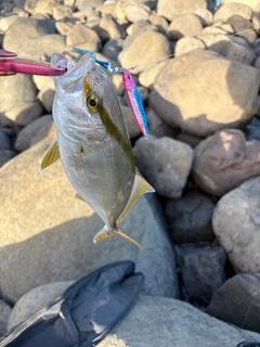 ネリゴの釣果