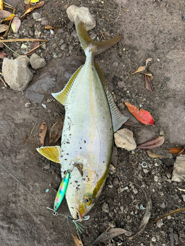 カンパチの釣果