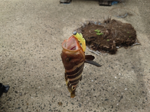 アオハタの釣果