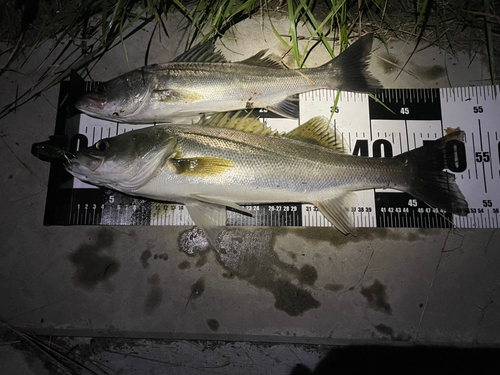 シーバスの釣果