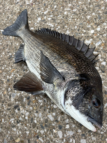 チヌの釣果