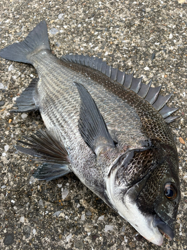 チヌの釣果