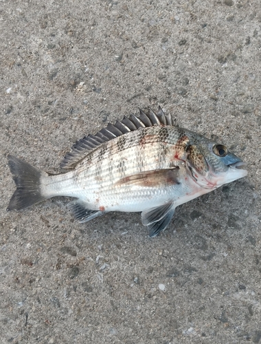 チヌの釣果