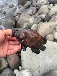 アザハタの釣果