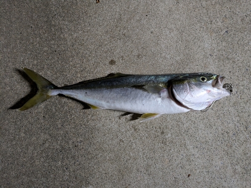 イナダの釣果