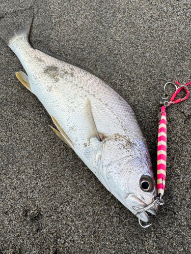 オオニベの釣果