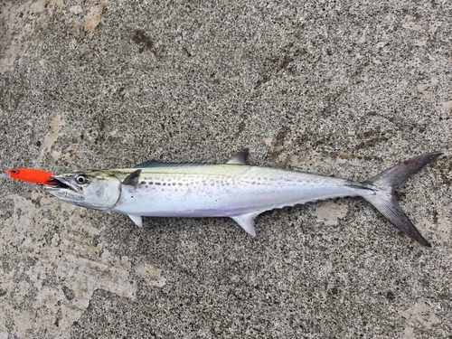 サゴシの釣果