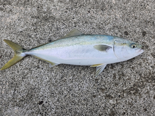 ハマチの釣果