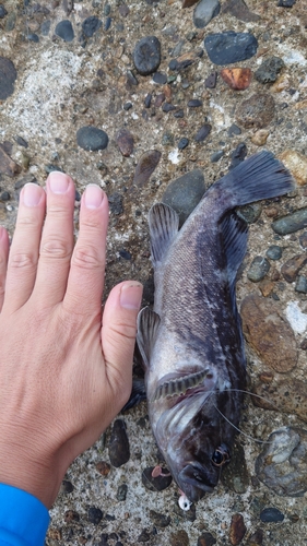 クロソイの釣果