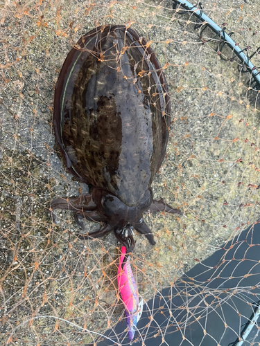 コウイカの釣果