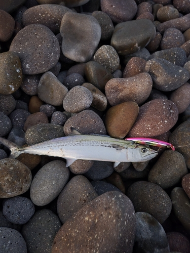 サゴシの釣果