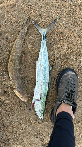 サゴシの釣果