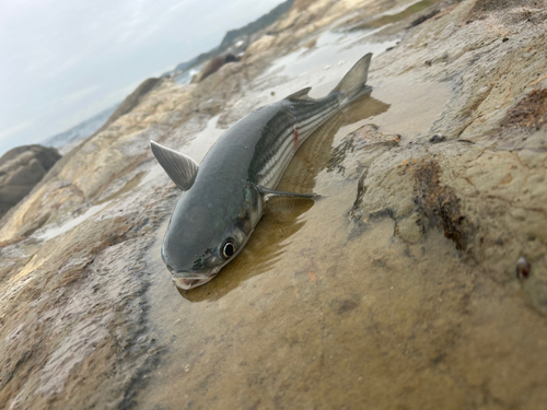 ボラの釣果