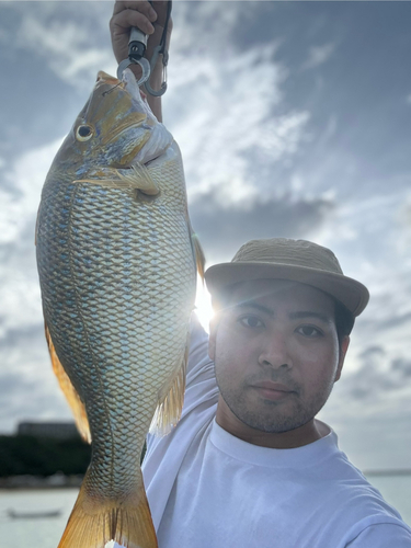 タマンの釣果