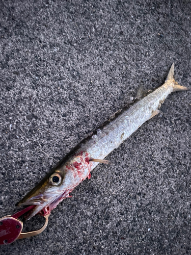 タイワンカマスの釣果