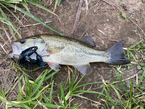 ラージマウスバスの釣果