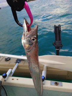 タチウオの釣果