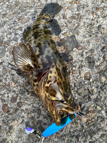 マダラハタの釣果