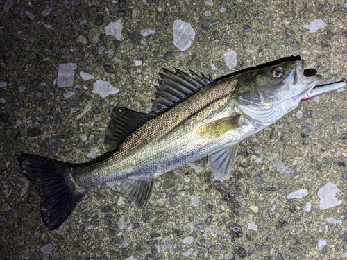 フッコ（マルスズキ）の釣果