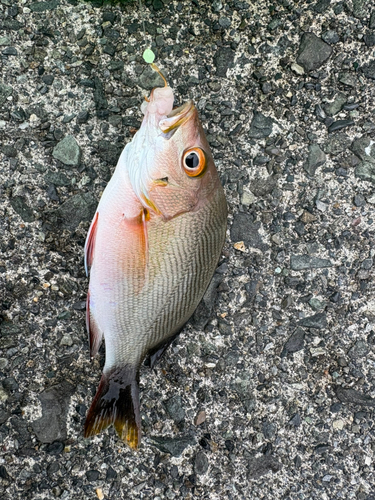 フエダイの釣果