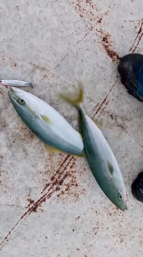 イナダの釣果