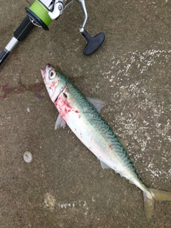 サバの釣果