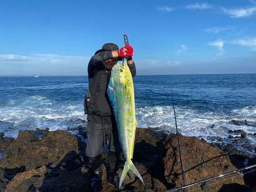 シイラの釣果