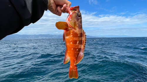 アカハタの釣果