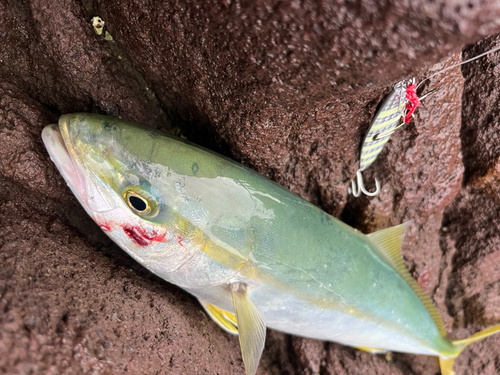 イナダの釣果