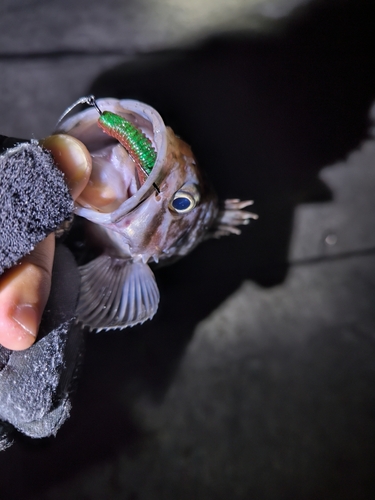 クロソイの釣果