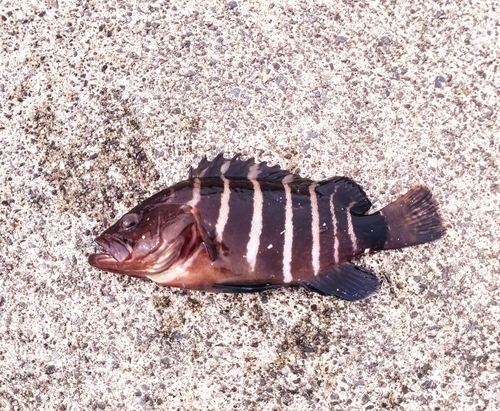 マハタの釣果