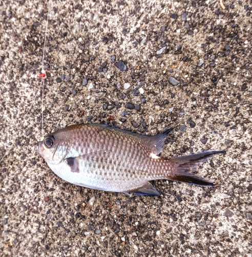 スズメダイの釣果