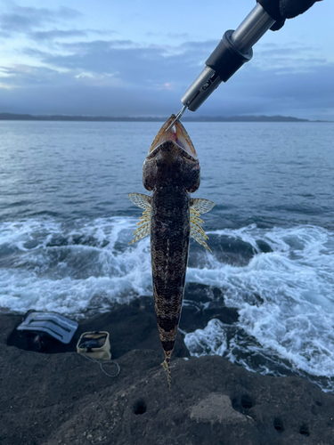 エソの釣果