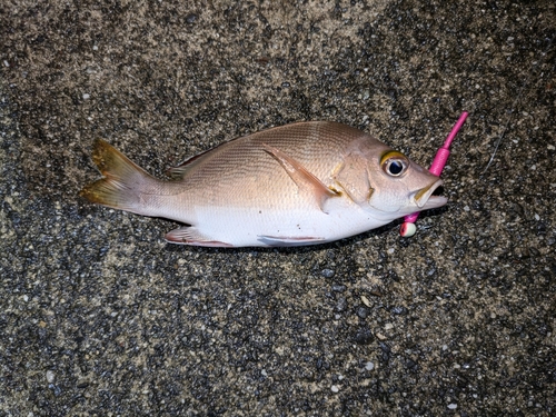 表浜名湖