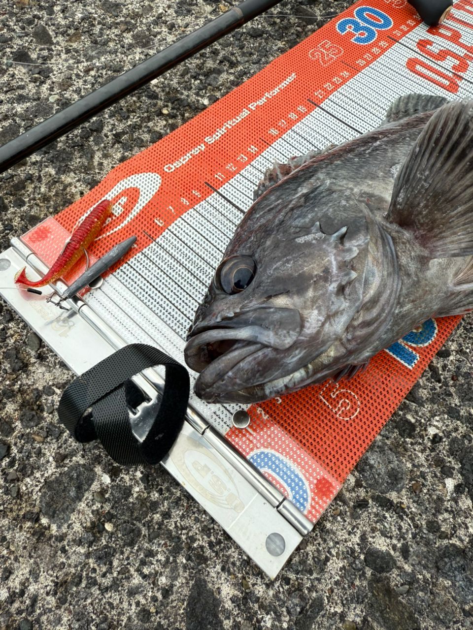 道産子コーディーさんの釣果 2枚目の画像