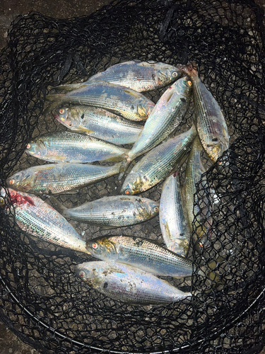 コノシロの釣果